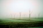 Cold Foggy Winter Morning, Tule Fog, FMNV05P10_01B.0951