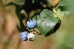 Blueberries, FMNV05P10_10.0951