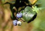 Blueberries, FMNV05P10_10