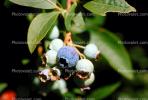 Blueberries, FMNV05P10_13.0840