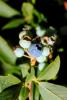 Blueberries, FMNV05P10_14.0951