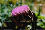 Purple Artichoke Flower, FMNV05P13_04.0951