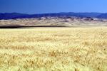 Wheat Fields, FMNV06P02_15