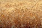 Wheat Fields, FMNV06P02_16.0840