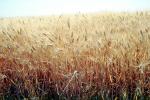 Wheat Fields, FMNV06P02_17