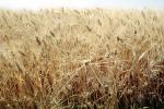 Wheat Fields, FMNV06P02_18