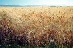 Wheat Fields, FMNV06P02_19
