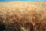 Wheat Fields, FMNV06P03_01.0840
