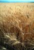 Wheat Fields, FMNV06P03_02.0840