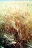 Wheat Fields, FMNV06P03_03