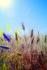 Wheat Fields, FMNV06P03_04B