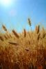Wheat Fields, FMNV06P03_05.0840