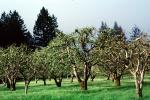Gravenstein Apples, Occidental, California, FMNV06P05_01