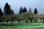 Gravenstein Apples, Occidental, California, FMNV06P05_02