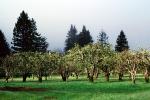 Gravenstein Apples, Occidental, California