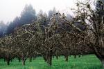 Gravenstein Apples, Occidental, California, FMNV06P05_04