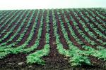 Artichoke Fields, Castroville, California, Dirt, soil