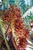 Palm Dates, San Diego, California, FMNV06P07_04