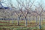 orchard, tree, Sacramento Valley, California