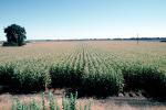 Corn Field Rows, Corn, Cornfield, Fields, FMNV06P12_08