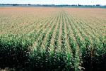 Corn Field Rows, Corn, Cornfield, Fields, FMNV06P12_10