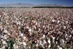 Cotton Fields, FMNV06P13_02