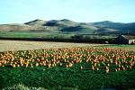 Pumpkin Patch, Fields