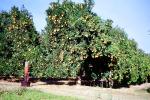 Orange Grove, orchard, FMNV06P13_10