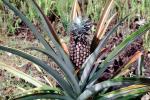 Pineapple Plant, Hawaii, Pineapple Farm, Bromeliad, Poales, Bromeliaceae, Maui, FMNV06P15_05
