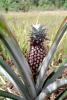 Pineapple Plant, Hawaii, Pineapple Farm, Bromeliad, Poales, Bromeliaceae