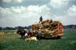 Gathering Hay, Horses, Manual Labor, FMNV07P01_13