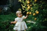 Child picking oranges from an orange tree, orchard, 1950s