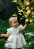 Child picking oranges from an orange tree, FMNV07P01_19C
