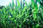 Corn, Corn Stalks, Field, Cornfield, FMNV07P02_12