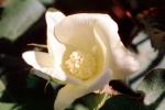 Cotton Flower, FMNV07P03_04