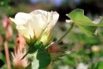 Cotton Flower, FMNV07P03_05