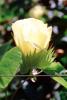 Cotton Flower, information, Cottonseed, FMNV07P03_06