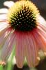 Echinacea, (Echinacea purpurea), FMNV07P04_15
