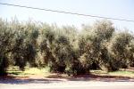Olive Grove, trees, FMNV07P08_09