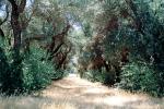 Olive Grove, trees, FMNV07P08_11