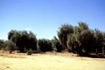 Olive Grove, trees, FMNV07P08_12