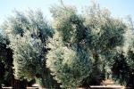 Olive Grove, trees, FMNV07P08_14