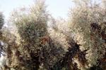 Olive Grove, trees, FMNV07P08_15
