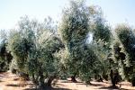 Olive Grove, trees, FMNV07P08_16