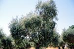 Olive Grove, trees, FMNV07P08_17