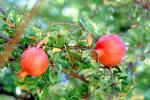 Pomegranate, FMNV07P09_08B