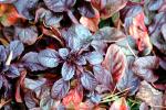 Carpet Bugleweed (Ajuga reptans), Lamiaceae, FMNV07P10_05