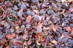 Carpet Bugleweed (Ajuga reptans), Lamiaceae, FMNV07P10_06