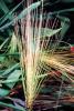 Barley (Hordeum vulgare), Poaceae