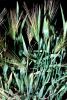 Barley (Hordeum vulgare), Poaceae, FMNV07P10_10